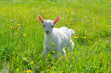 Naklejka na ściany i meble Small white kid, baby goat graze in a field of green grass. Bright sunny summer day. Domestic animals, farm. Animal protection. Selective focus. Copy space.