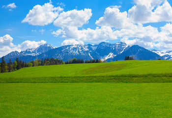 Green meadow and snowy Alps in the spring 