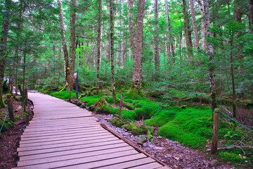 白駒の池苔の森（北八ヶ岳）