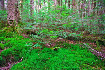 白駒の池苔の森（北八ヶ岳）