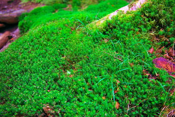 白駒の池苔の森（北八ヶ岳）