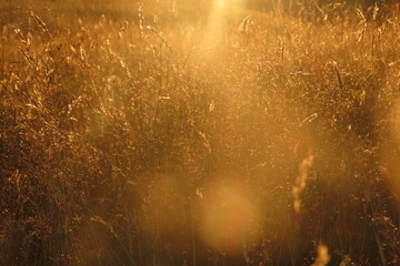 Golden dry wheat with sun in background on a hot evening