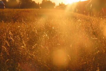 Golden dry wheat with sun in background on a hot evening
