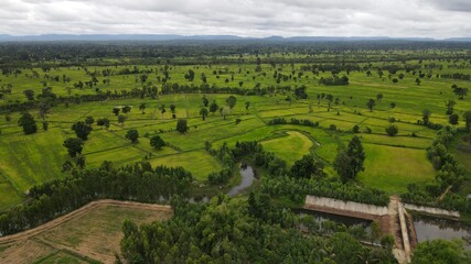 Fototapeta premium Canal with rice field landscape.
