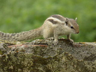 Backyard Squirrel , animal, nature, rodent