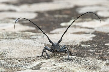 Male of longhorn beetle, Morinus asper
