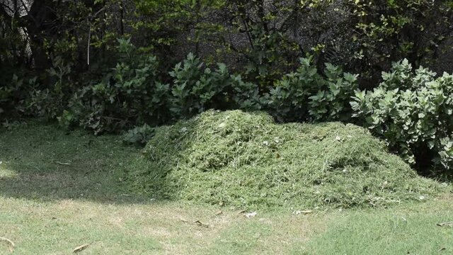  Gardener throwing grass and making its heap. Automatic Lawnmower is used to trim the grass in the field