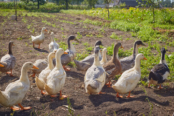 Home ducks on the field