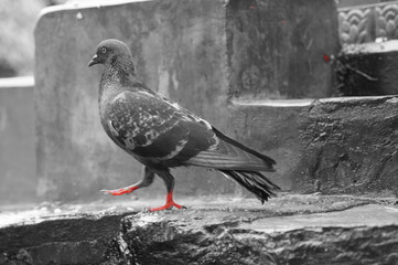 pigeon with Red Foot