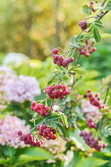 Shrub with red fruit plant. Close-up of bush twig.   