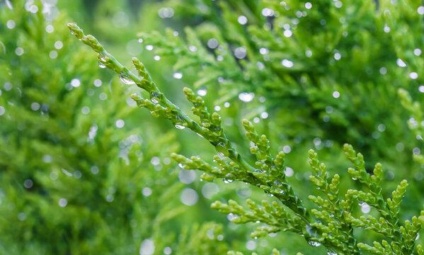 Closeup green leaves of evergreen coniferous tree Lawson Cypress or Chamaecyparis lawsoniana after the rain. Extreme bokeh with light reflection. Macro photography, selective focus, blurred background