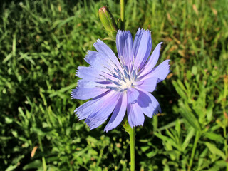 Flower chicory in central Russia