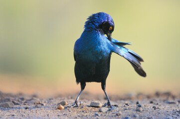 GREATER BLUE EARED STARLING, South Africa 