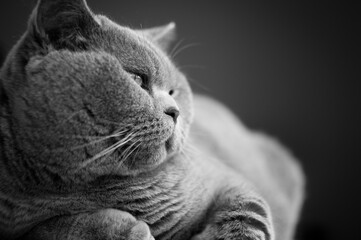 Close up of a big, round and fluffy purebred blue British Short hair cat looking lying and looking away with a relaxed attitude in Edinburgh, Scotland, UK