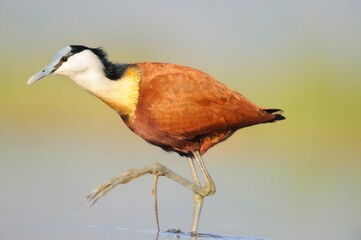 AFRICAN JACANA (Actophilornis africanus)