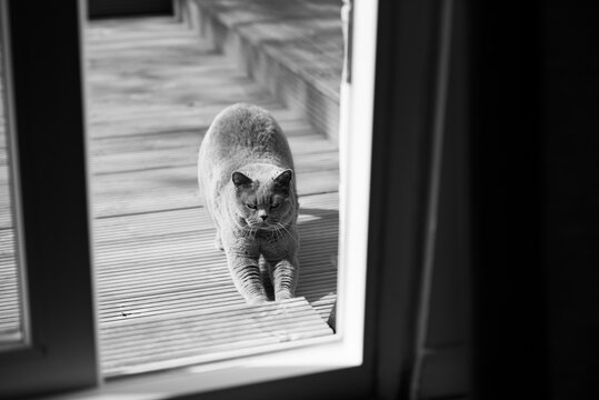 British Short Hair cat stretches outside in the decking are of a garden in Edinburgh, Scotland, UK, moments before coming inside the house thought a patio door.