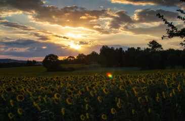 Sunset in sunflower field