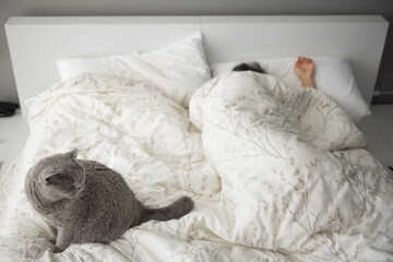 Elegant British Short Hair cat sitting on a bed beside her female owner as she sleeps in a lazy morning in Edinburgh, Scotland, UK