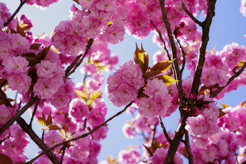 日本の満開の八重桜
