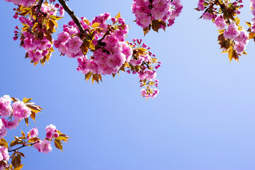 日本の満開の八重桜
