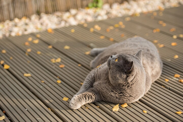 Elegant British Short Hair cats lying on the decking area of a garden surrounded by yellow autumn leaves in Edinburgh, Scotland, UK, as she looks up.