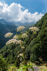 Wild Flowers At High Altitude