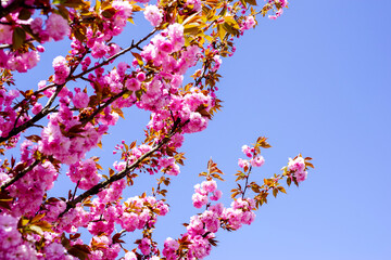 日本の満開の八重桜
