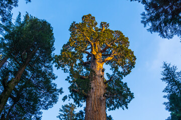 Obraz premium giant trees in sequoia national park,california,usa.