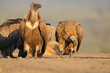 WHITEBACKED VULTURES , showing nictitating eye membrane