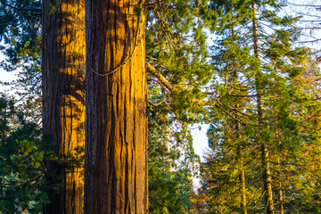 giant trees in sequoia   national park,california,usa.