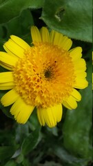 calendula
