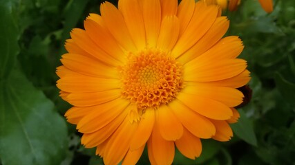 calendula in the garden