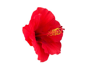 ハイビスカスの花　切り抜き 4