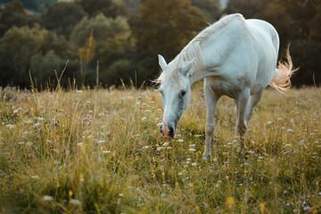 Obraz na płótnie Canvas Beautiful white arabian horse mare eating, posing on the meadow, pasture 