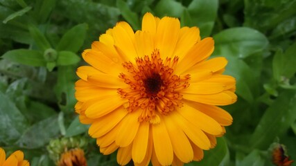 yellow calendula in the garden