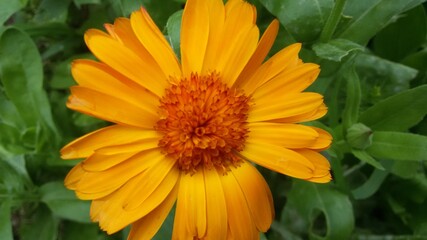 Fototapeta premium calendula in the garden