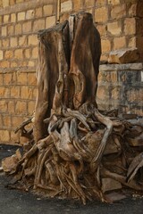 Fototapeta na wymiar chopped old tree trunk