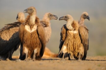 WHITEBACKED VULTURES  
