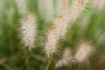 Fototapeta premium 한국 경기도 시흥시 시흥갯골생태공원 입니다