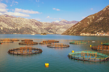 Beautiful winter Mediterranean landscape. Montenegro, Adriatic Sea, Bay of Kotor. Fish farm. Two...