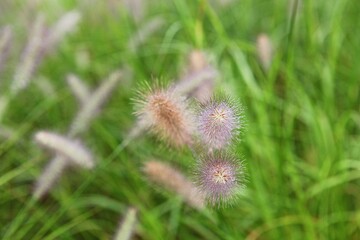 한국 경기도 시흥시 시흥갯골생태공원 입니다