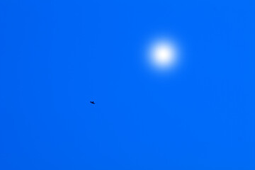 hawk in blu sky,bird, sun, nature, flying, fly, light, beautiful,flight, freedom,animal