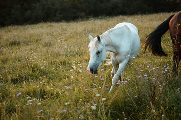 Beautiful white arabian horse mare eating, posing on the meadow, pasture	