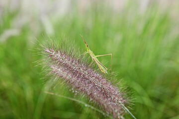 한국 경기도 시흥시 시흥갯골생태공원 입니다