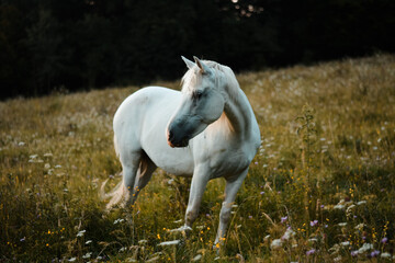 Beautiful white arabian horse mare eating, posing on the meadow, pasture	