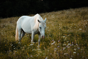 Beautiful white arabian horse mare walking free on the meadow, pasture