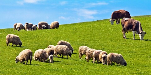 Flock of sheep and cows pasturing on green grass in a sunny day in Romania.