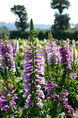 Fototapeta premium Digitalis purpurea , Common Foxglove
