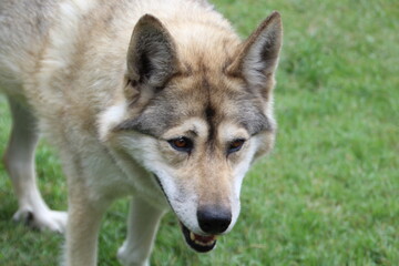 Naklejka na ściany i meble Nikki, Yamnuska Wolfdog Sanctuary, Cochrane, Alberta