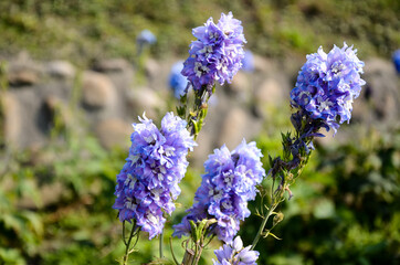 Delphinium Candle Delphinium English Larkspur Tall Larkspur